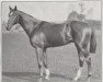 Pferd Caius xx (Englisches Vollblut, 1900, von Reverend xx)
