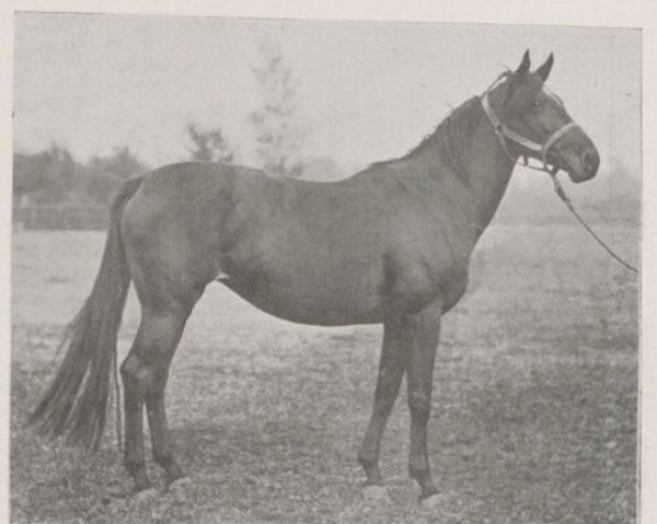 broodmare Choice xx (Thoroughbred, 1892, from Galopin xx)