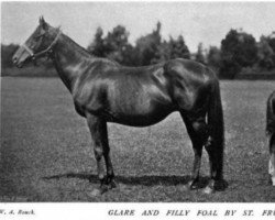 broodmare Glare xx (Thoroughbred, 1891, from Ayrshire xx)