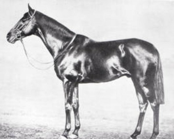 stallion Robert le Diable xx (Thoroughbred, 1899, from Ayrshire xx)