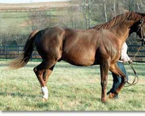 stallion Lycius xx (Thoroughbred, 1988, from Mr. Prospector xx)