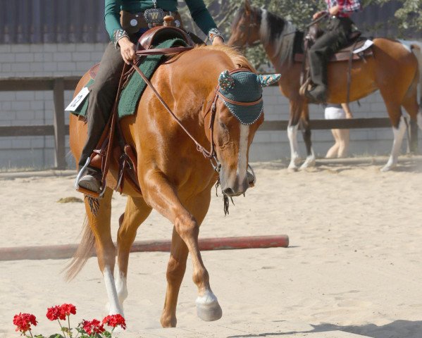 horse Leos Red Spark (Paint Horse, 2017, from Armin Shining Spark)