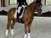 dressage horse Jes Doro's Darling (German Riding Pony, 2013, from Don Dolino)