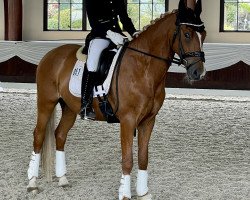 dressage horse Jes Doro's Darling (German Riding Pony, 2013, from Don Dolino)