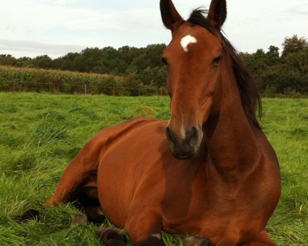 broodmare Jou Jou (Holsteiner, 1994, from Linaro)