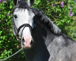 dressage horse Pepper V (German Riding Pony, 2009, from Pieter Pan)