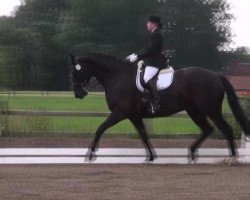 dressage horse Donati 3 (Oldenburg, 2003, from Donatelli I)