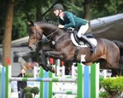 jumper Corvin 18 (Hanoverian, 2003, from Contendro I)