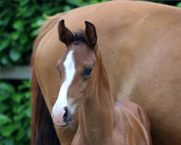 dressage horse Stute von Jameson Rs2 / Sir Donnerhall I (Oldenburg, 2022, from Jameson Rs2)