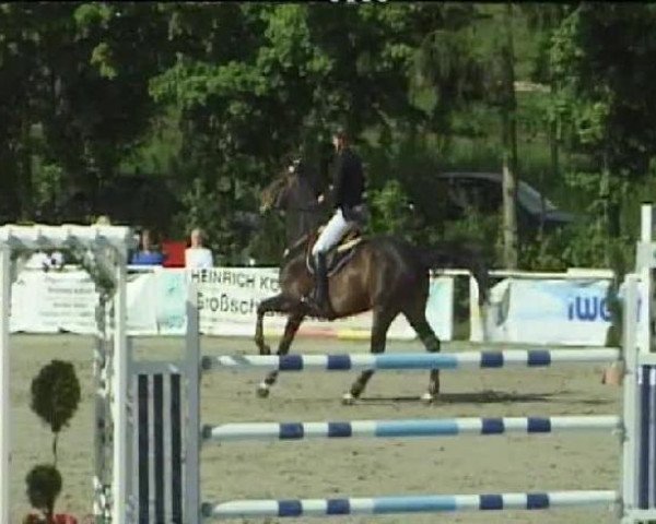 jumper Valentina 61 (Holsteiner, 2005, from Contender)