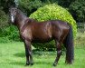 dressage horse Dream of Buckow (Hanoverian, 2017, from De Niro Gold 3)