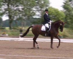 dressage horse Anka (Hanoverian, 2002, from Argentinus)