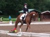 dressage horse Don Demain (German Sport Horse, 2005, from Don Aparte)