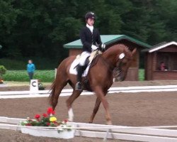 dressage horse Don Demain (German Sport Horse, 2005, from Don Aparte)