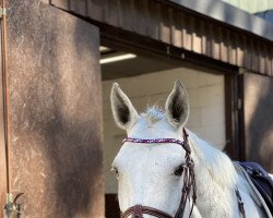 Zuchtstute Zara Loulou (Holsteiner, 2009, von C-Trenton Z)