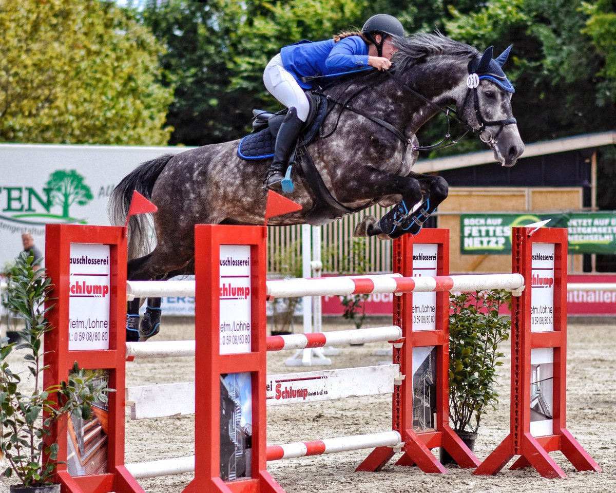 Springpferd Magic Inwhite (Holsteiner, 2014, von Mylord Carthago)
