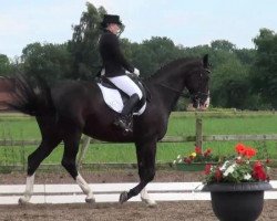 dressage horse Dumbo 19 (Oldenburg, 2004, from Don Rubin 3)