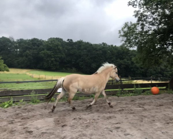 Pferd Ilva (Fjordpferd, 2015, von Ismo)