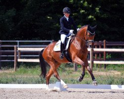 dressage horse Great Christmas AK (Oldenburg, 2018, from Callaho's Benicio)