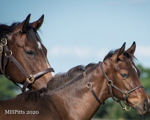 horse Magical Song xx (Thoroughbred, 2020, from Tapit xx)