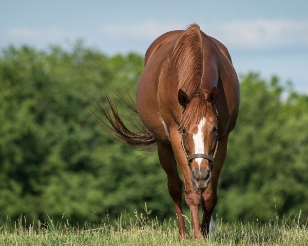 broodmare True Royalty xx (Thoroughbred, 2015, from Yes Its True xx)