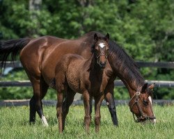 horse Stute von Speightstown xx (Thoroughbred, 2022, from Speightstown xx)