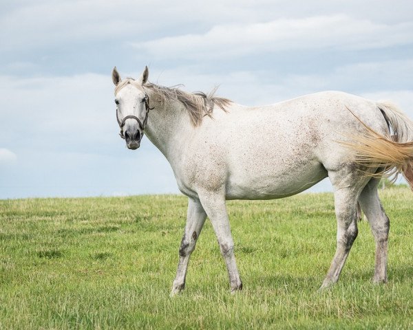 Zuchtstute Queenies Song xx (Englisches Vollblut, 2011, von Unbridled's Song xx)