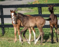 horse Hengst von Curlin xx (Thoroughbred, 2022, from Curlin xx)