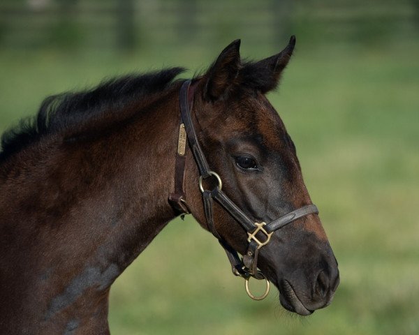 horse Stute von Nyquist xx (Thoroughbred, 2022, from Nyquist xx)