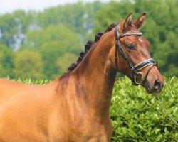 dressage horse Dablino (German Riding Pony, 2019, from Kastanienhof Donnertrommler)