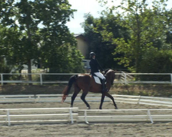Reitturnier Kottingbrunn 2022