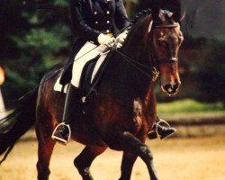 Pferd Raffael 31 (Westfale, 1988, von Rosenkavalier)