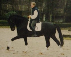 Pferd Mason B (KWPN (Niederländisches Warmblut), 1994, von Ferro)