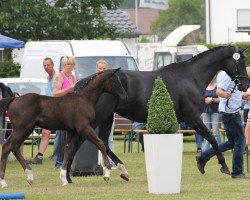 dressage horse Totilas Topas (Westphalian, 2012, from Totilas)