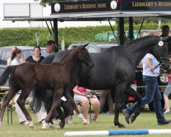 broodmare Fürstin Romandour (Westphalian, 2003, from Fürst Heinrich)