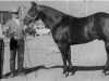 stallion Poco Pine (Quarter Horse, 1954, from Poco Bueno)