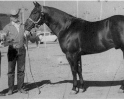 Deckhengst Poco Pine (Quarter Horse, 1954, von Poco Bueno)