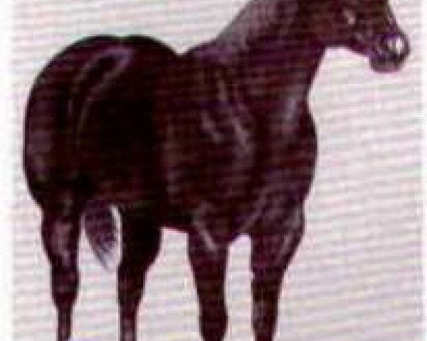 Deckhengst Poco Bright Star (Quarter Horse, 1960, von Poco Pine)