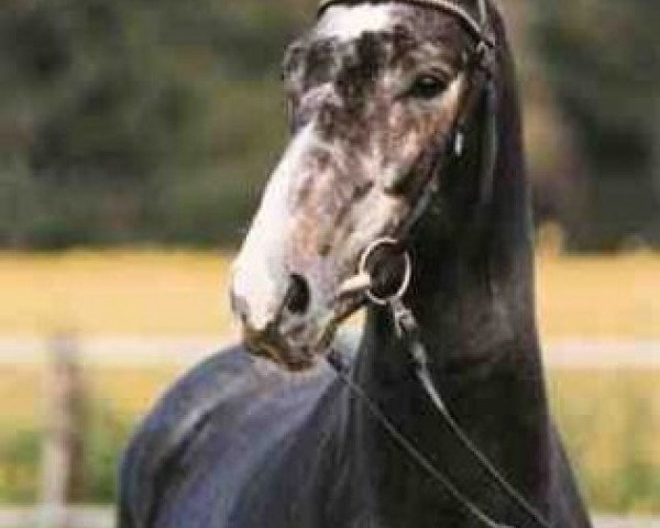 horse Lamerto H (Hanoverian, 1997, from Linaro)