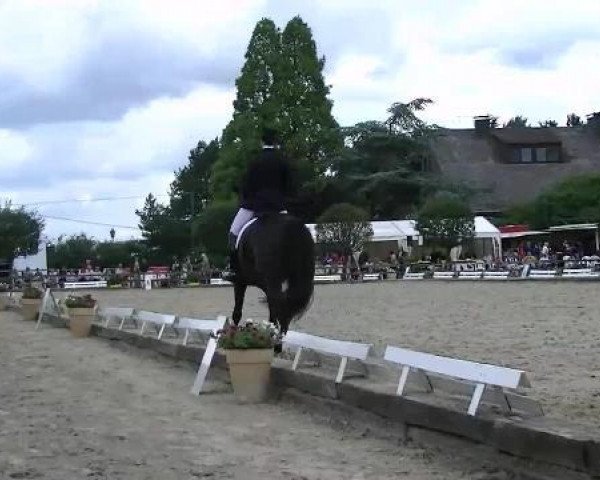 dressage horse Raffaelo (Westphalian, 2006, from Rittmeister)