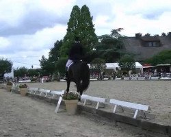 dressage horse Raffaelo (Westphalian, 2006, from Rittmeister)