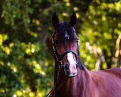 dressage horse voxiline (Deutsches Reitpony, 2012, from Vasco)