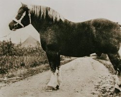 stallion Indigène de Wisbecq (Brabant/Belgian draft horse, 1908, from Indigène du Fosteau)