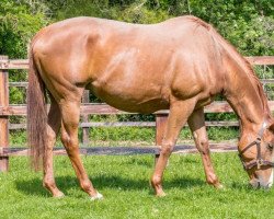 broodmare Princess Loulou xx (Thoroughbred, 2010, from Pivotal xx)