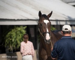 horse Grand Sonata xx (Thoroughbred, 2019, from Medaglia d'Oro xx)