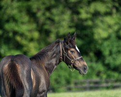 horse Just Silvia xx (Thoroughbred, 2022, from Justify xx)