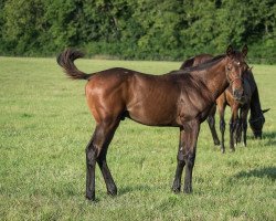 horse Hengst von Nyquist xx (Thoroughbred, 2022, from Nyquist xx)