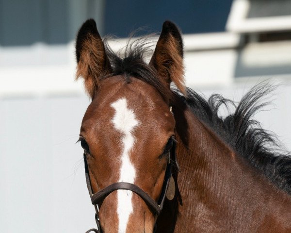 Pferd Hengst von Into Mischief xx (Englisches Vollblut, 2022, von Into Mischief xx)