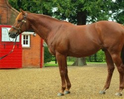 stallion Pivotal xx (Thoroughbred, 1993, from Polar Falcon xx)