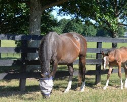 horse Hengst von Quality Road xx (Thoroughbred, 2022, from Quality Road xx)